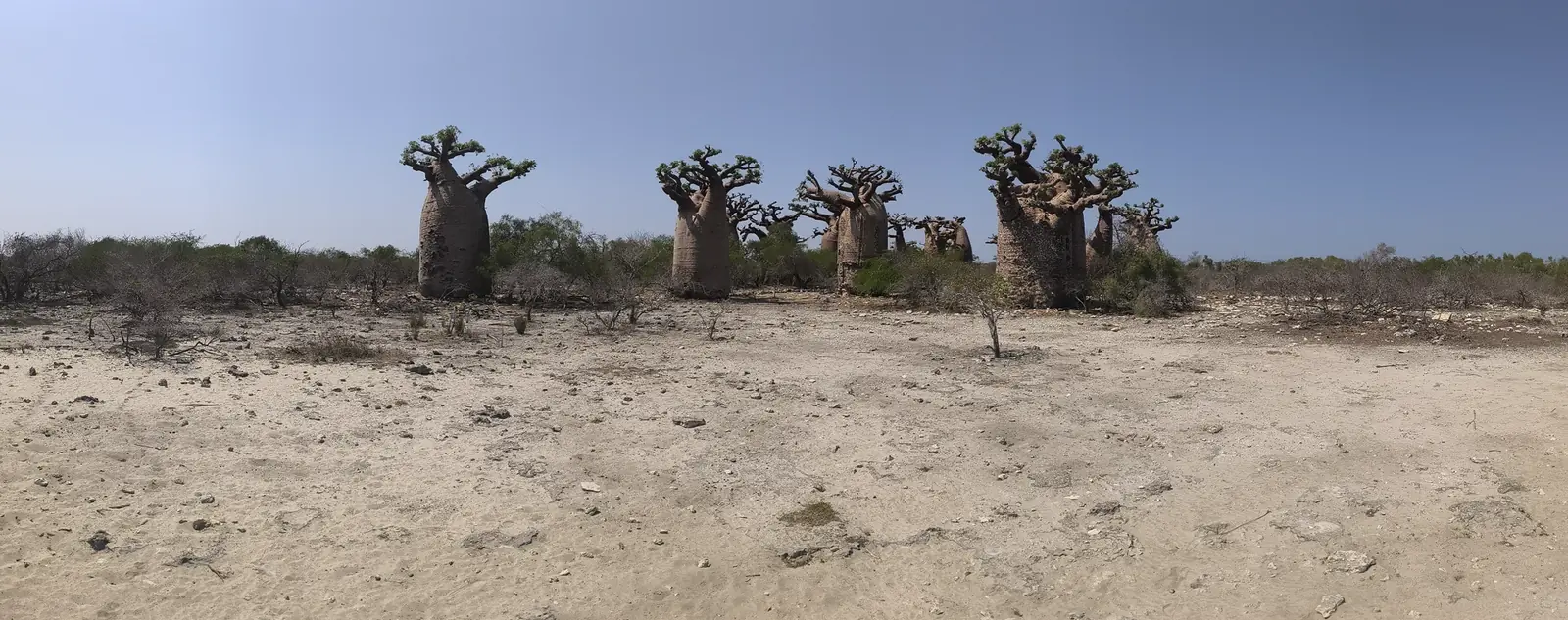 Panorama of the baobab avenue in Madagascar
