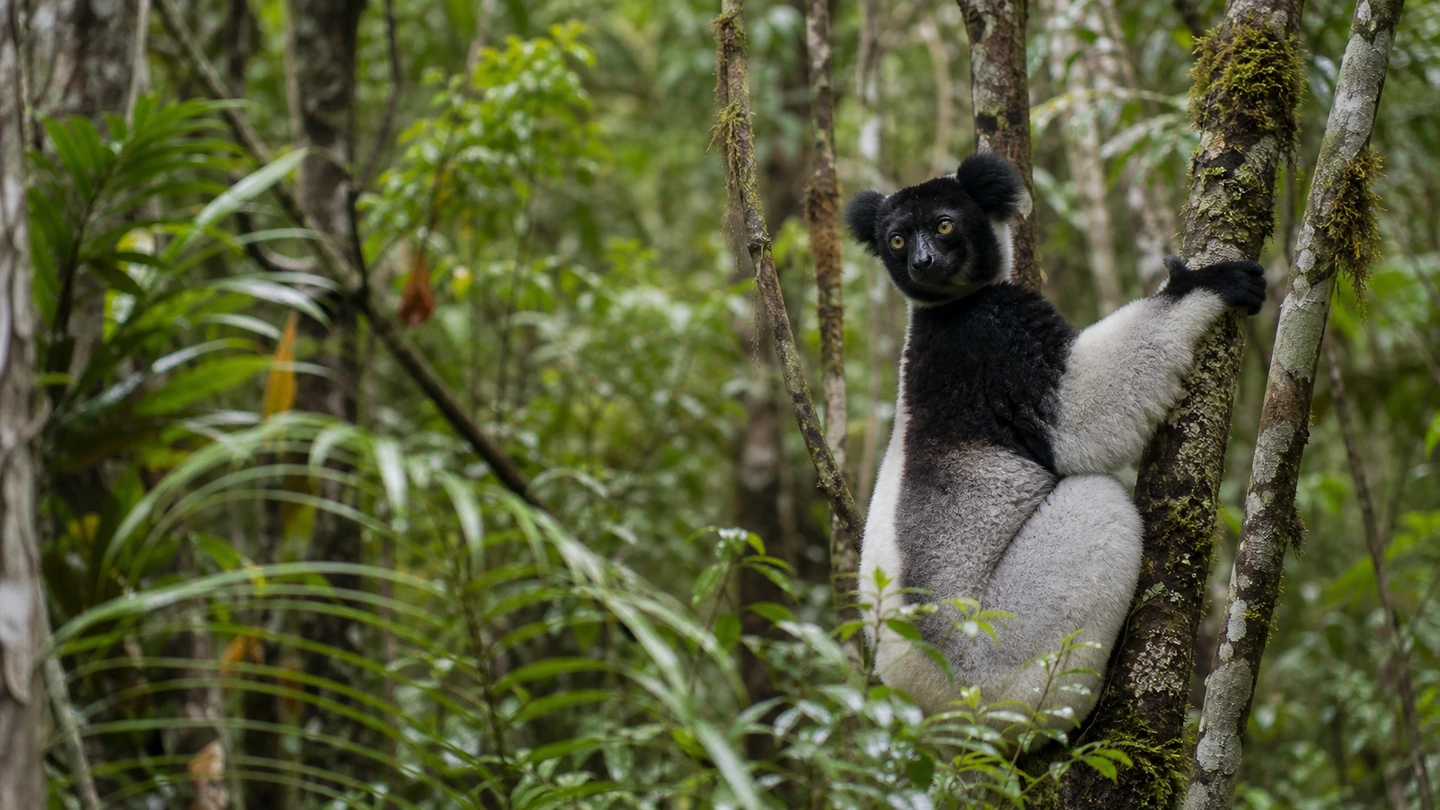 Indri in the dense rainforest of Analamazaotra near Andasibe