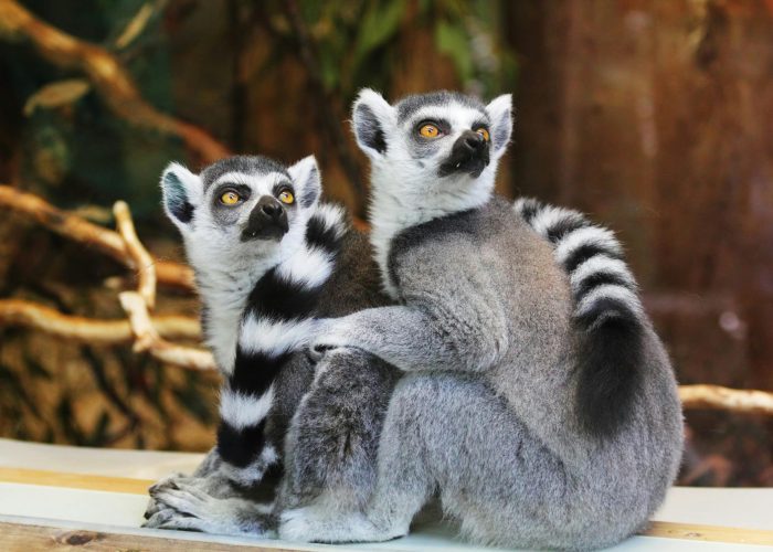 Two cute ring-tailed lemurs sitting together in an outdoor natural setting.