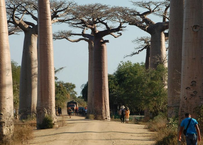 Baobab trees towering over a dirt road in Madagascar, a famous tourist site.